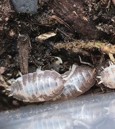 Porcellio Laevis Milk Back Isopods